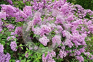 Lilac bush