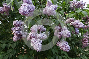 Lilac bush with blooming purple branches of lilac flowers. Natural background.