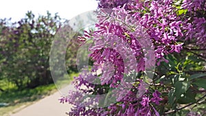 Lilac bush blooms