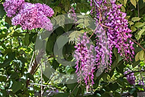 Lilac bush flowers closeup in the garden