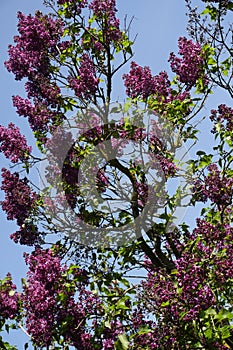 Lilac bush in flowers. Signs of spring.