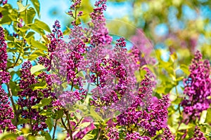 Lilac bush in the garden