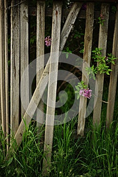 Lilac bush and green grass behind an old rural picket fence