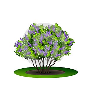 Lilac bush with green leaves and flowers
