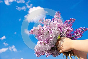 Lilac bush in the hand