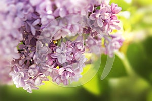 Lilac bush, lilac flowers close-up.