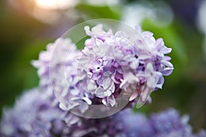 Lilac bush, lilac flowers close-up.