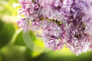 Lilac bush, lilac flowers close-up.