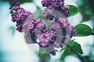 Lilac bush nature background