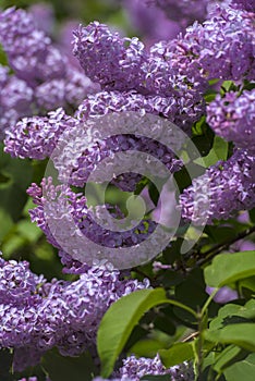 Lilac on a bush in spring