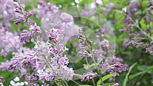 A lilac bush in the summer, windy day.