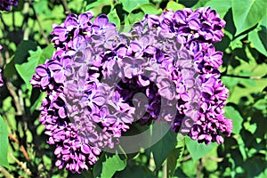 Lilac Bush, Syringa Vulgaris, blossomed with vibrant flowers