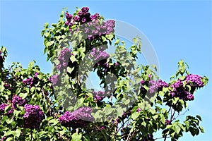 Lilac Bush, Syringa Vulgaris, blossomed with vibrant flowers