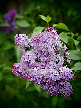 Lilac bush under the window