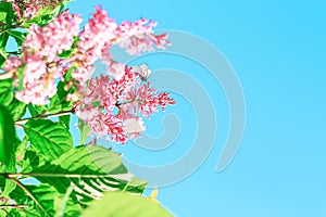 Lilac bush with a white butterfly on a blue background