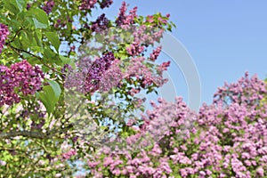 Lilac bushes in a botanical garden