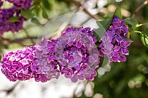 Lilac bushes closeup in the garden.