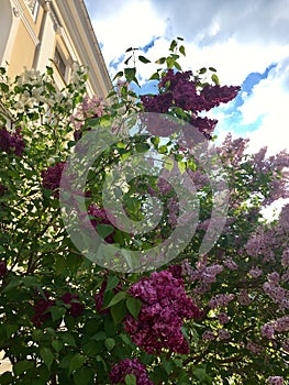 Lilac bushes with flowers of three different colours photo