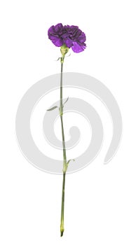 Lilac carnation on a white background