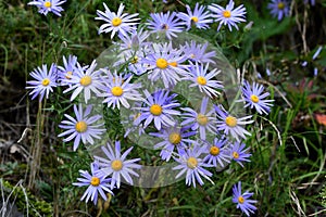 Lilac chamomile perennial