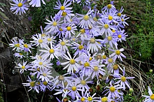 Lilac chamomile perennial