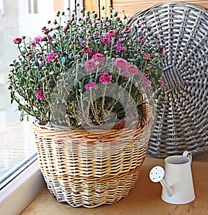 Lilac chrysanthemum in a basket