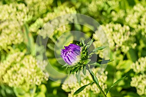 Lilac chrysanthemum bud with green floral background