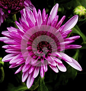 Lilac Chrysanthemum Flower
