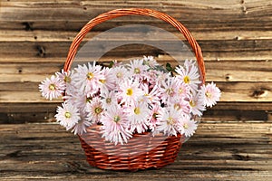 Lilac chrysanthemums in basket on brown wooden background.