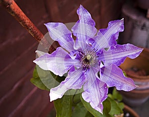 Lilac Clematis