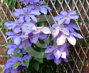 Lilac Clematis on bamboo trellis