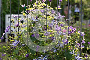 Lilac clematis on a trellis