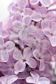 Lilac close-up