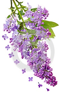 Lilac Cluster