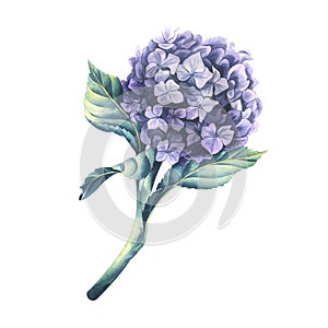 A lilac colored hydrangea flower with a stem and leaves. Watercolor illustration. An isolated object from a large set of