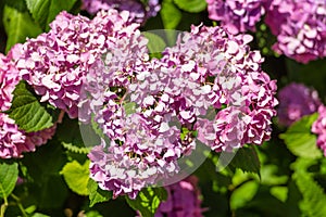 Lilac-colored lilaceous flower blossom clusters in spring