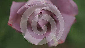 Lilac-colored rose closeup