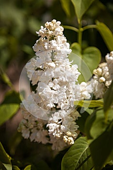 Lilac. Colorful lilacs blossoms with green leaves