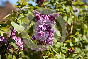 Lilac. Colorful purple lilacs blossoms with green leaves