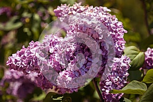 Lilac. Colorful purple lilacs blossoms with green leaves