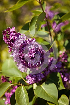 Lilac. Colorful purple lilacs blossoms with green leaves