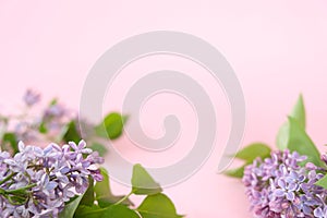 Lilac. Colorful purple lilacs blossoms with green leaves