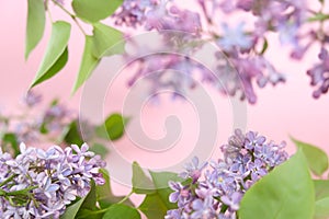 Lilac. Colorful purple lilacs blossoms with green leaves