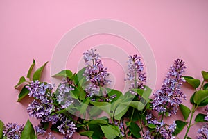 Lilac. Colorful purple lilacs blossoms with green leaves