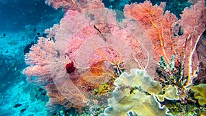 Lilac Colorful soft coral reef and diver in Raja Ampat, Indonesia