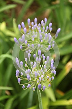 Lilac Coloured Flowers in field