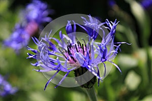 Lilac cornflower on a background of green grass. Close up. Purple flower in the field. Beautiful