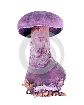 Lilac Cortinarius violaceu on white