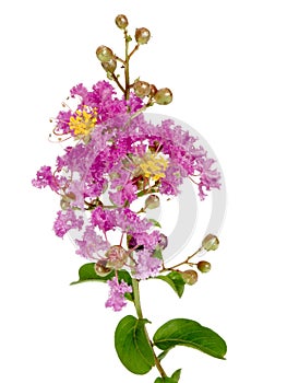 Lilac Crepe Myrtle branch with flowers