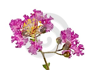 Lilac Crepe Myrtle branch with flowers Horizontal